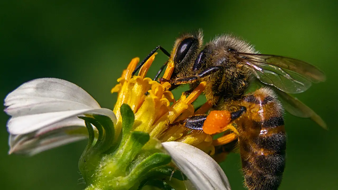Abelha pousada em uma flor, cujas capacidades cognitivas surpreendentes, como aprender padrões complexos, foram reveladas em novo estudo.