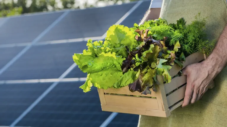 Plantação agrícola cultivada sob a sombra de painéis solares elevados, demonstrando a técnica da agrivoltaica.