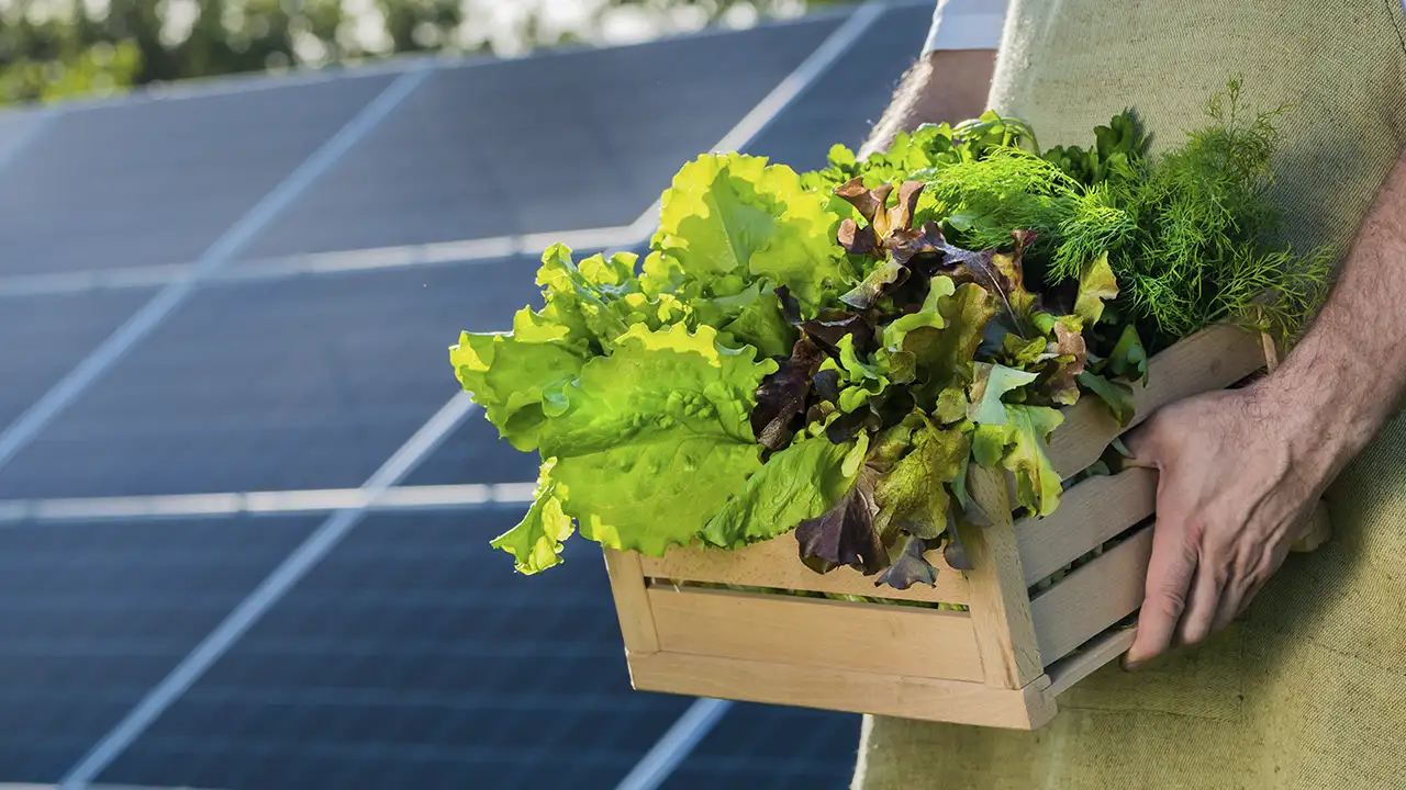 Plantação agrícola cultivada sob a sombra de painéis solares elevados, demonstrando a técnica da agrivoltaica.