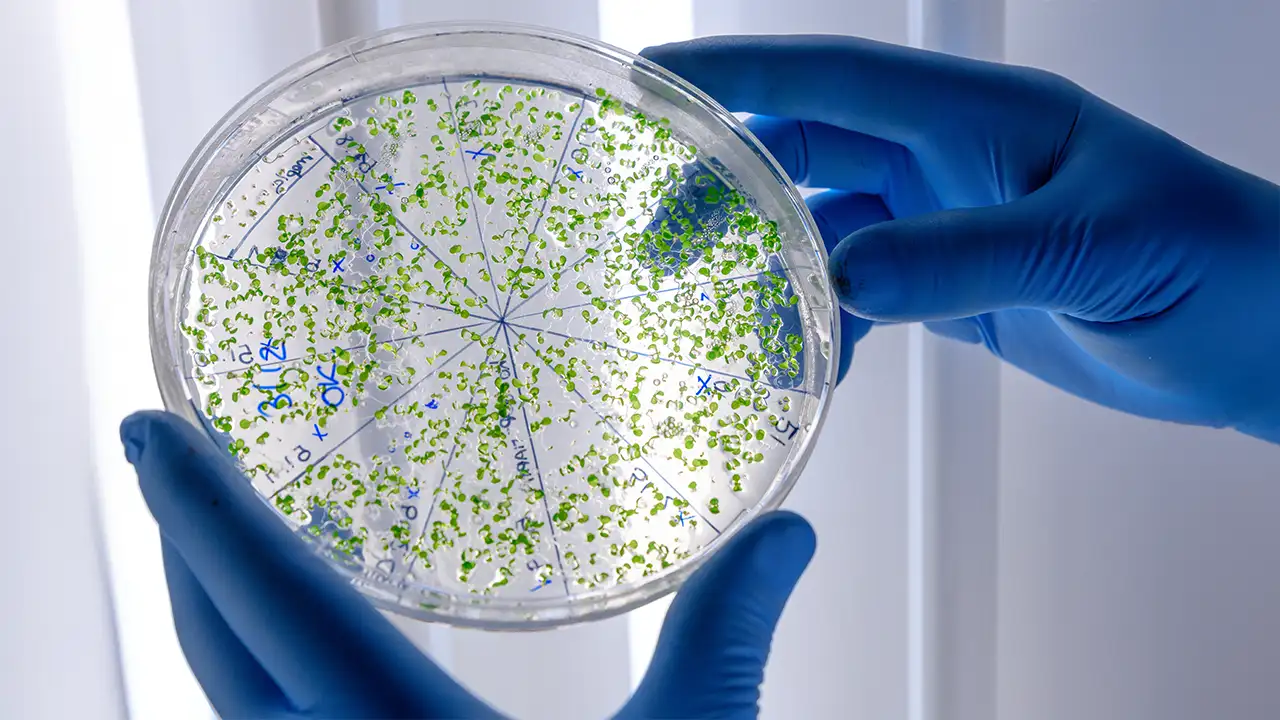 enzimas fazendo reciclagem biológica de plástico PET