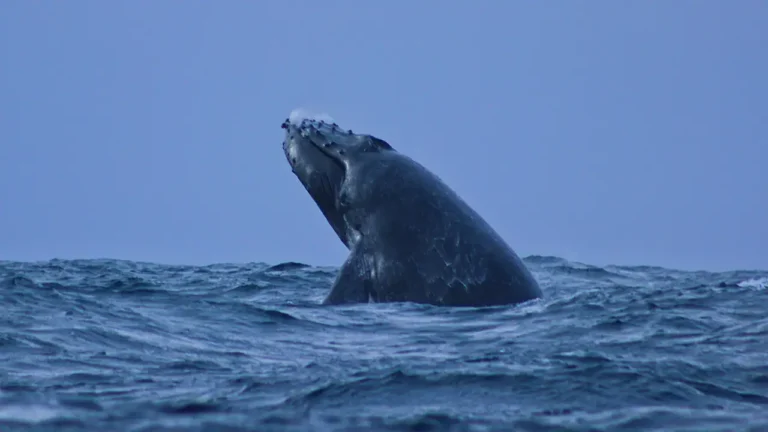 Uma enorme baleia-azul nadando nas águas cristalinas das Seychelles, marcando o retorno da espécie à região.