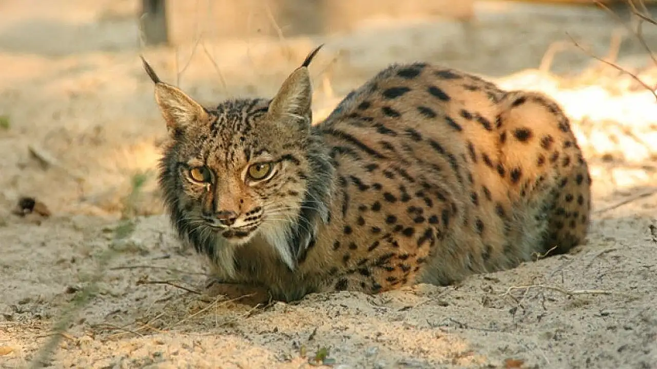Close no rosto de um lince-ibérico na natureza, mostrando seus olhos amarelos e os característicos tufos de pelos pretos nas pontas das orelhas.