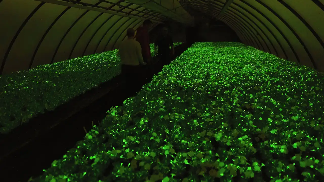 Petúnia bioluminescente brilhando no escuro com luz verde natural.