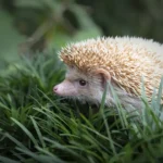 Uma foto do casal segurando um ouriço recuperado (ou alimentando um filhote) com um sorriso, ou uma imagem de um ouriço saudável na natureza.