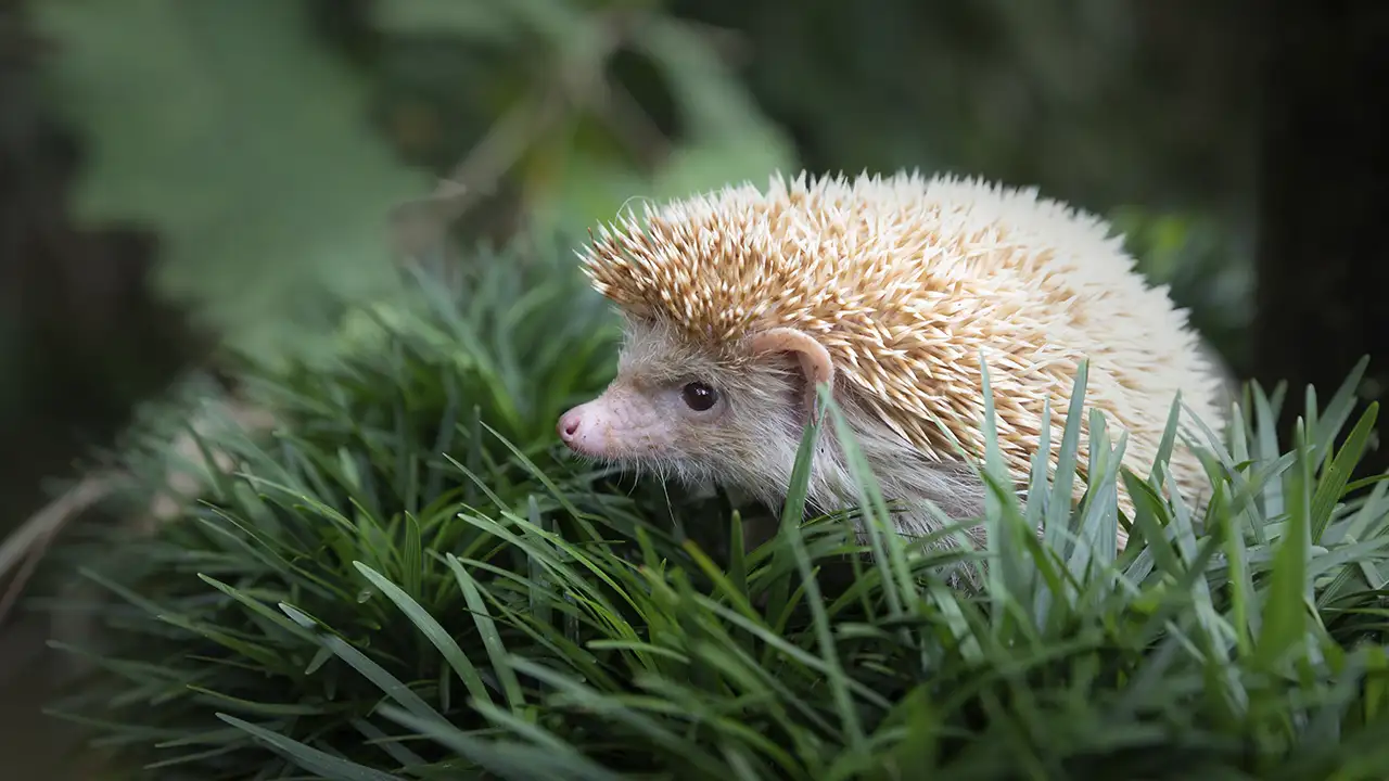 Uma foto do casal segurando um ouriço recuperado (ou alimentando um filhote) com um sorriso, ou uma imagem de um ouriço saudável na natureza.