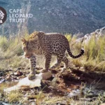 Leopardo selvagem fotografado nas montanhas do Cabo Ocidental após 170 anos de ausência