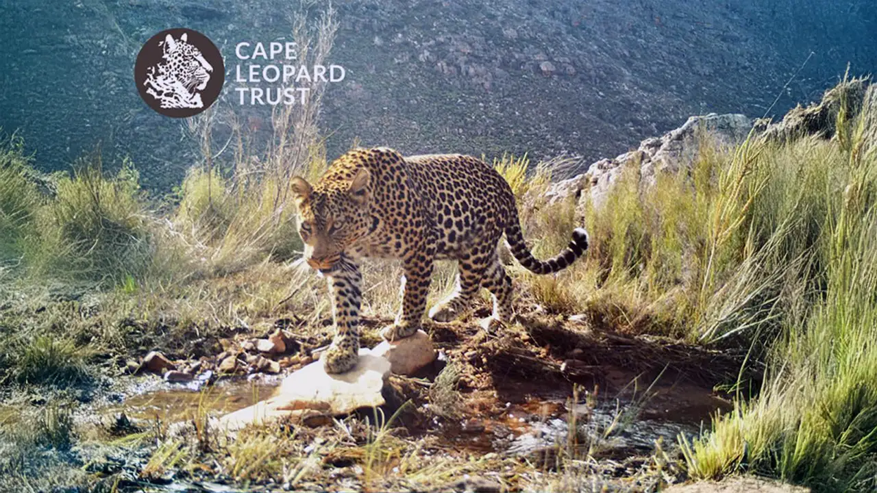 Leopardo selvagem fotografado nas montanhas do Cabo Ocidental após 170 anos de ausência