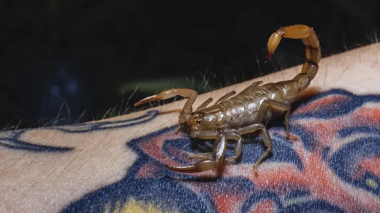 Uma foto em close e alta definição de um escorpião (preferencialmente amarelo/marrom) em um ambiente natural ou laboratorial, ou uma ilustração de uma gota de veneno se transformando em um símbolo médico.
