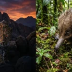 Colagem artística mostrando animais extintos redescobertos em 2025, incluindo o Leopardo de Baviaanskloof e a rara Equidna de Attenborough