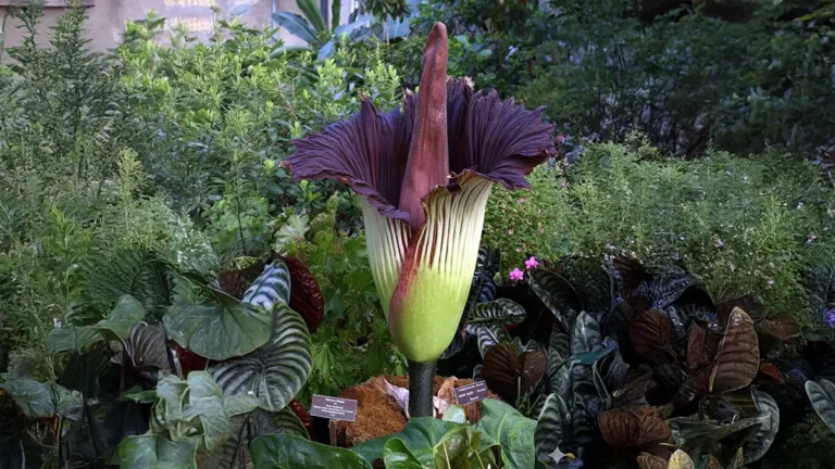 Flor-cadáver gigante em plena floração em um jardim botânico
