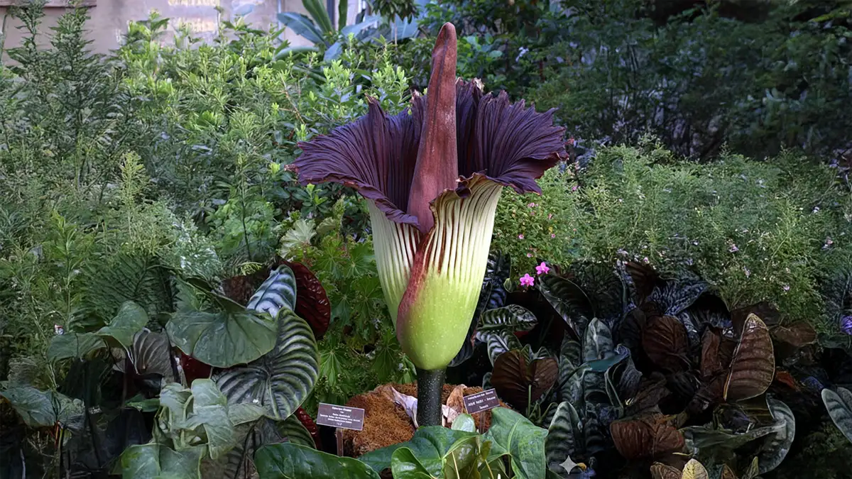 Flor-cadáver gigante em plena floração em um jardim botânico