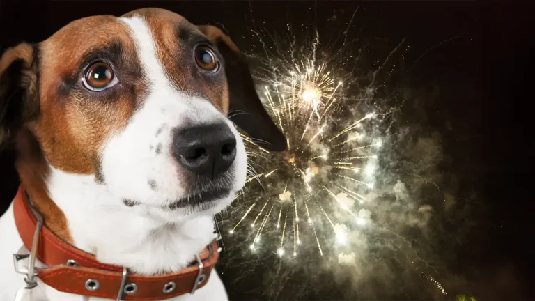 Cachorro dourado calmo observando fogos de artifício coloridos e silenciosos no céu.