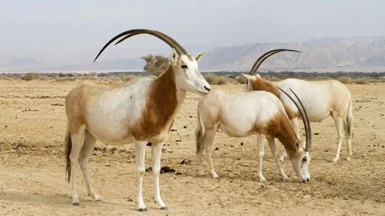 animal extinto reaparece orix de cimitarra no deserto