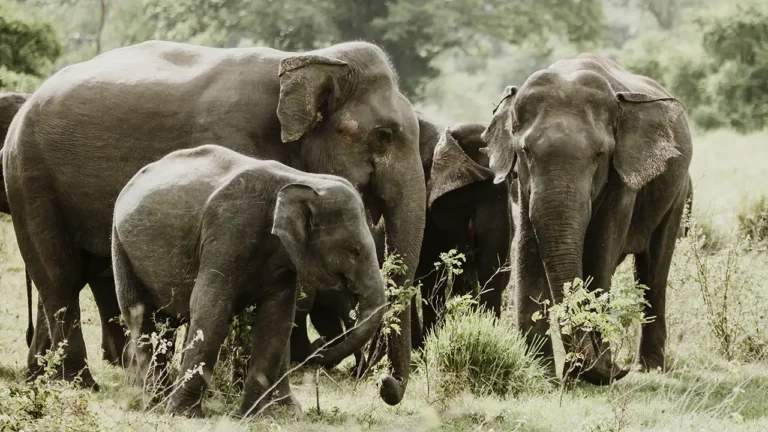Manada de elefantes asiáticos reunida em comportamento de luto e vigília.