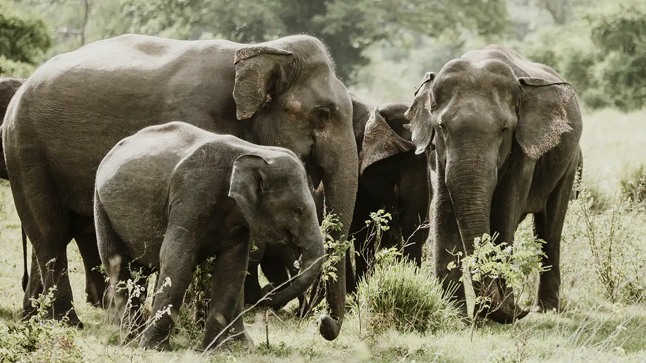 Manada de elefantes asiáticos reunida em comportamento de luto e vigília.