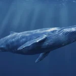 baleia azul nadando em aguas das seychelles