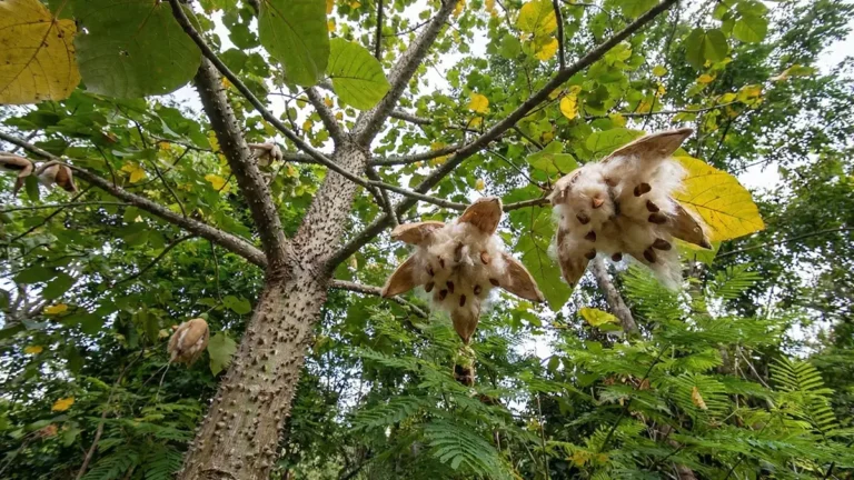 A Árvore que Substitui o Mercúrio no Garimpo