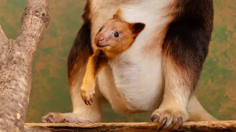 canguru arborícola goodfellow chester zoo