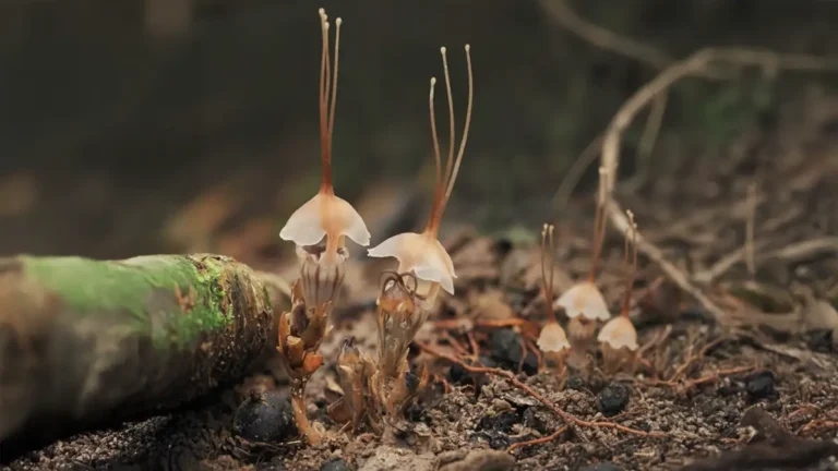 lanterna-de-fada-planta-sem-fotossintese