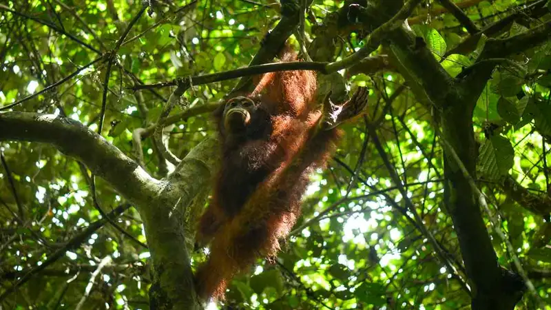 orangotango-lito-retorna-selva-escola-floresta-reabilitacao