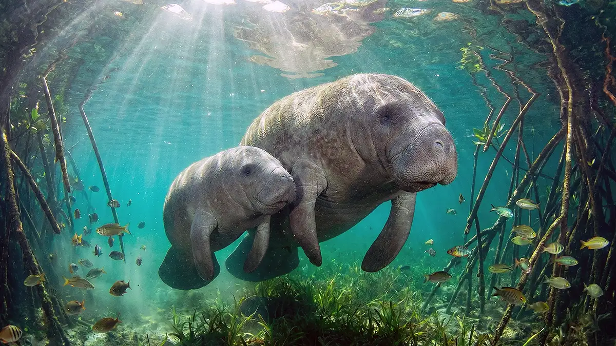 peixe-boi-marinho-recorde-nascimentos-nordeste-extincao