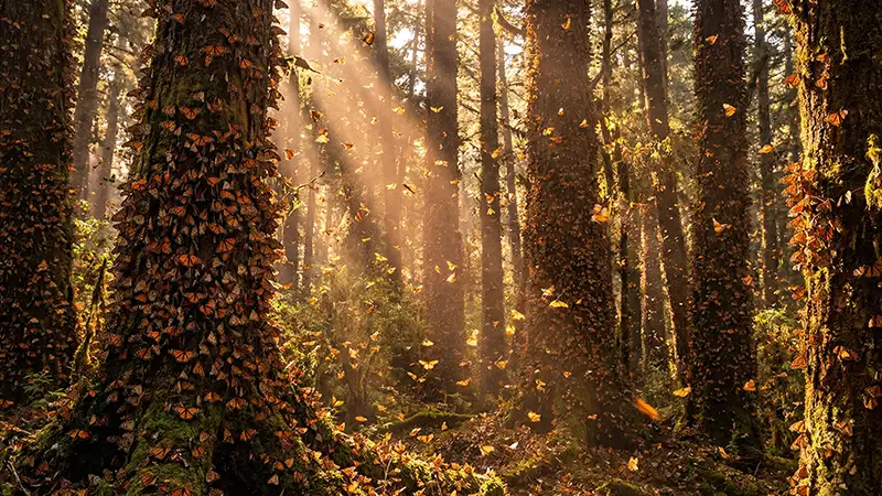 borboletas-monarca-recuperacao-populacao-mexico-aumento-35-porcento