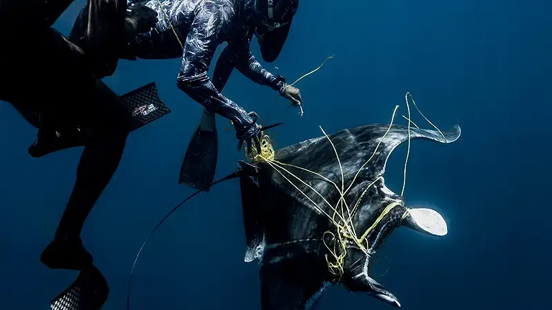 Mergulhadores salvam raia presa em linhas de pesca e animal retorna para "agradecer"