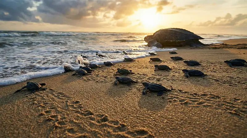 Foto emocionante ao nascer do sol mostrando dezenas de filhotes de tartaruga-de-couro correndo para o mar, com a mãe gigante ao fundo, simbolizando o recorde de nascimentos da espécie