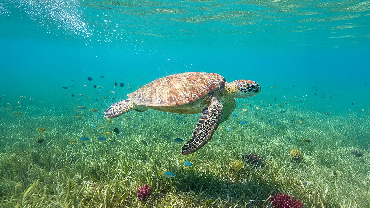 Tartaruga-verde nadando em pradaria de grama marinha sob a luz do sol