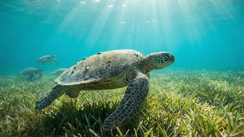 Vitória da natureza: Tartaruga Verde é retirada da lista de ameaça imediata em várias regiões após recuperação populacional recorde confirmada por biólogos.